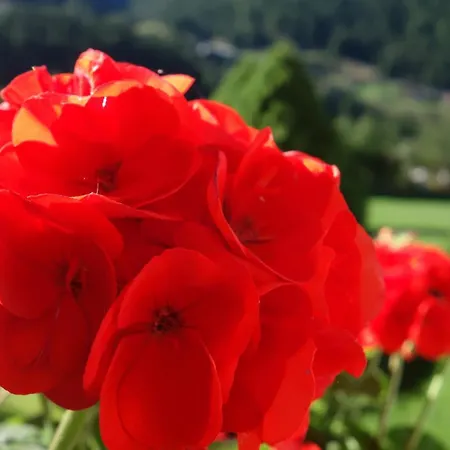 Gruener Fidelis Apartmán Sölden