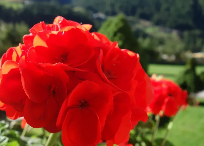Gruener Fidelis Lejlighed Sölden